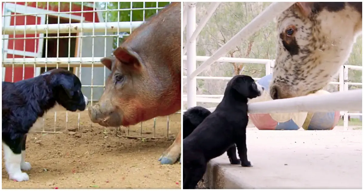 pups and animals bond at farm