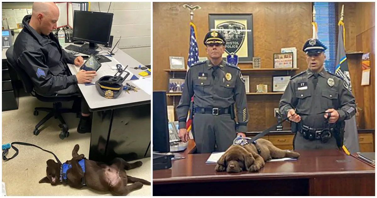 service police dog slept during swear in