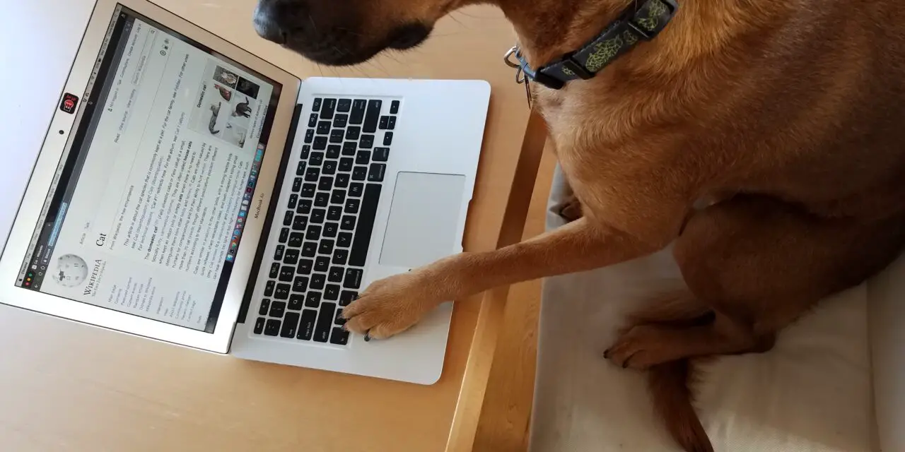 https://ilovemydogsomuch.com/wp-content/uploads/2021/11/smart-dog-on-laptop-computer-1280x640.jpg