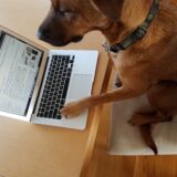 smart dog on laptop computer