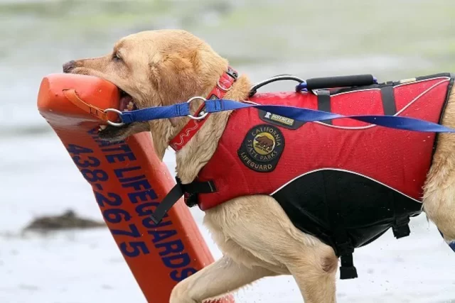 water rescue dogs