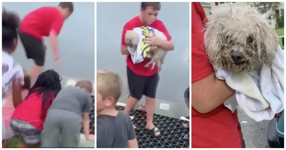 young boy saves trapped dog