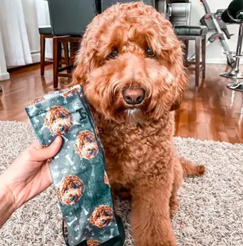 custom dog socks