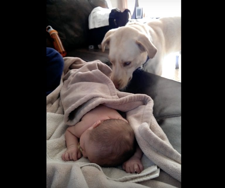 dog takes care of baby