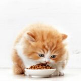 best kitten food 2