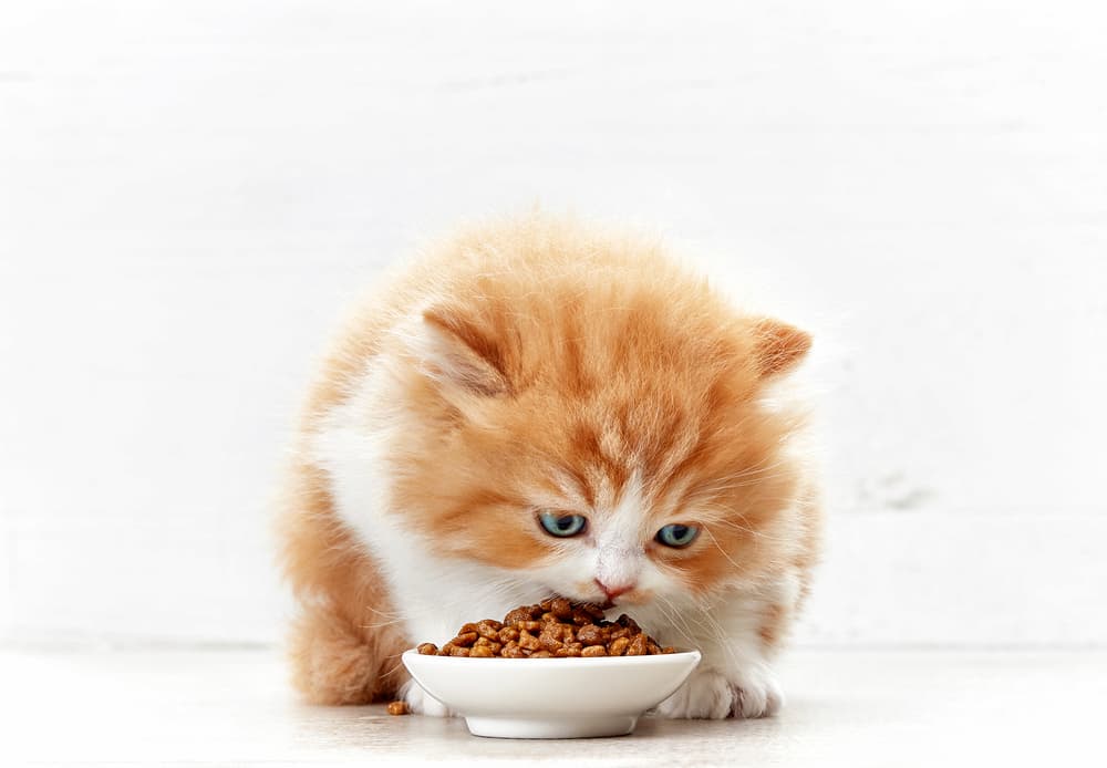 best kitten food 2