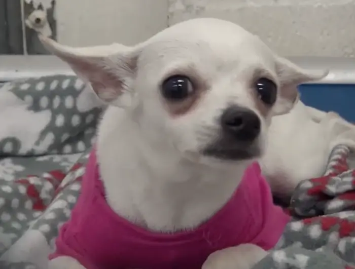 chihuahua in a pink sweater