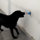 dog drinks from faucet