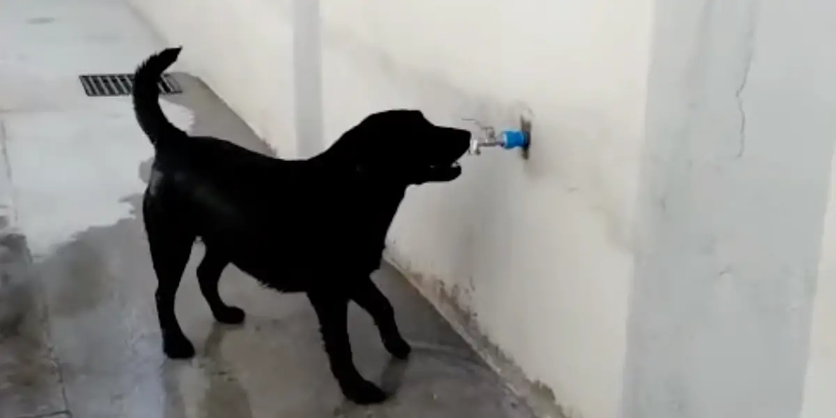 dog drinks from faucet