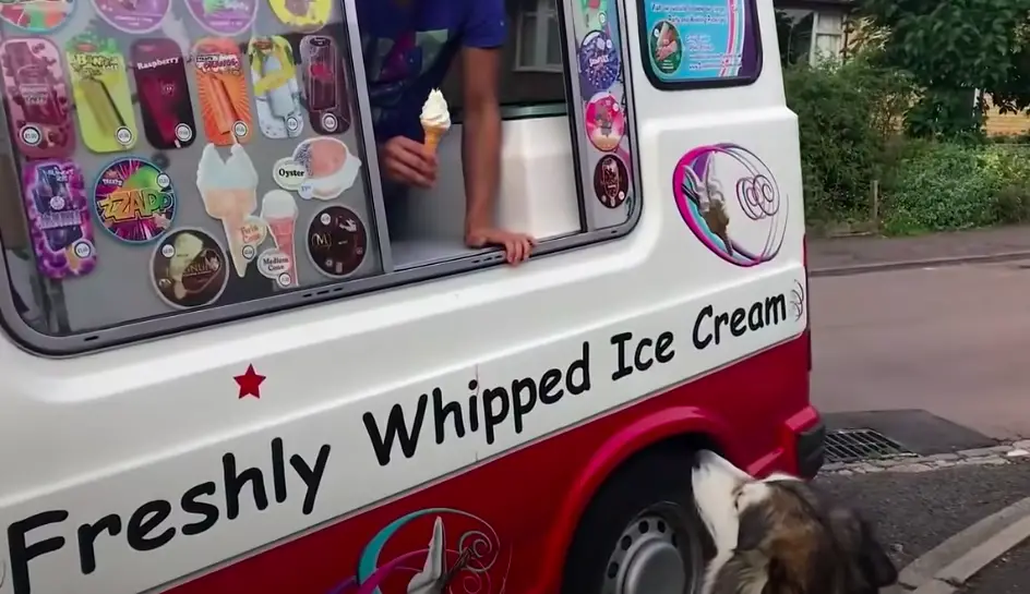 dog loves ice cream