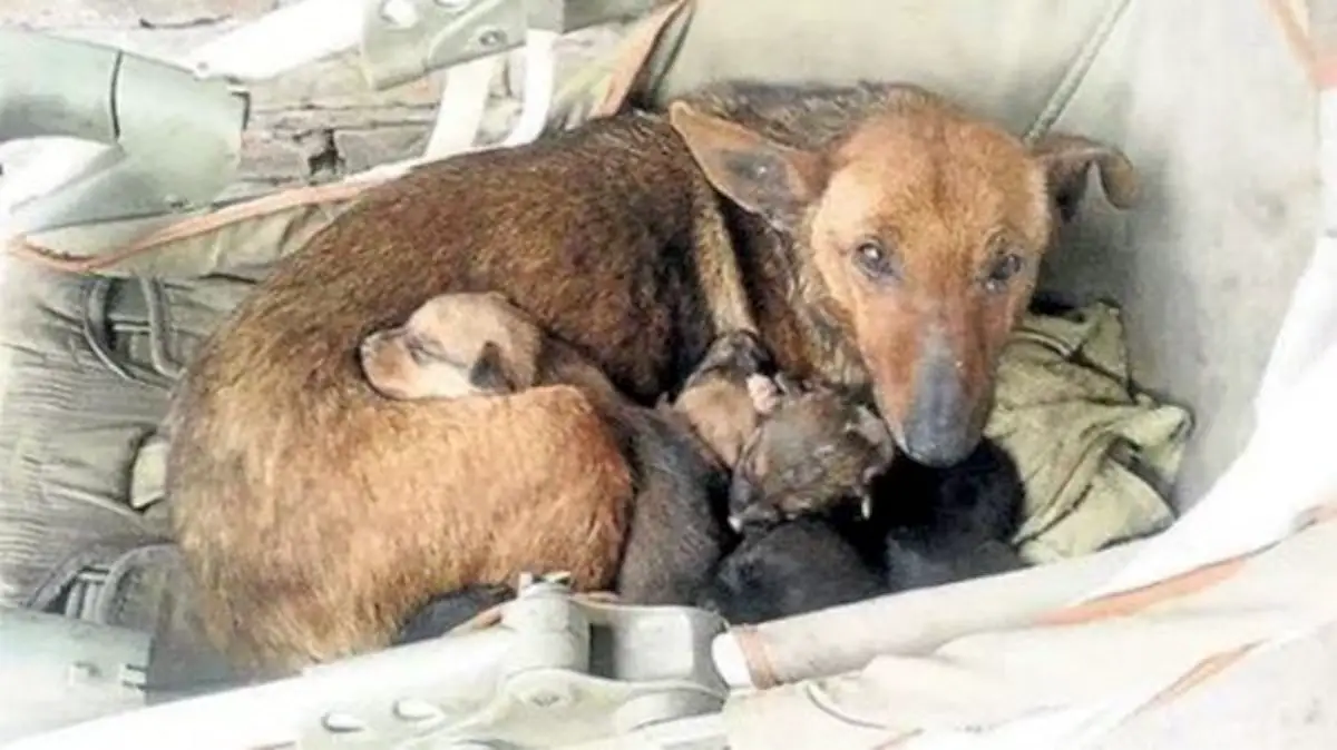 dog protects newborn 1