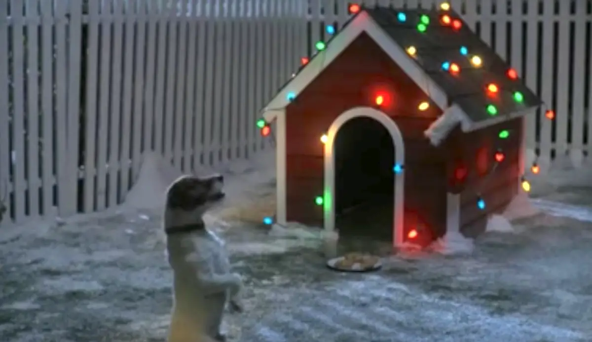 dog waits santa 1
