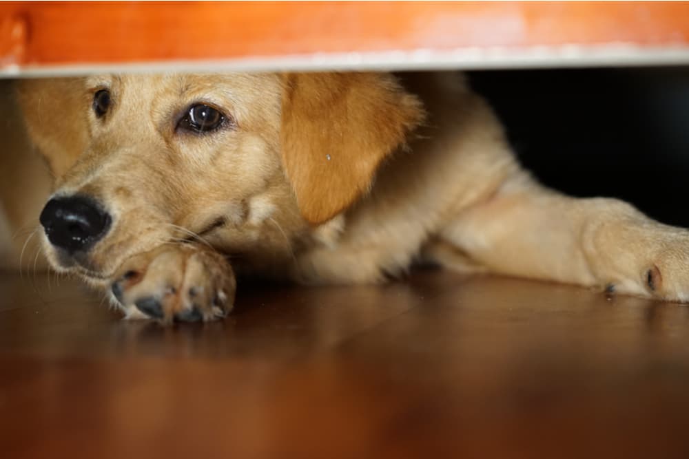Dog hiding under the bed