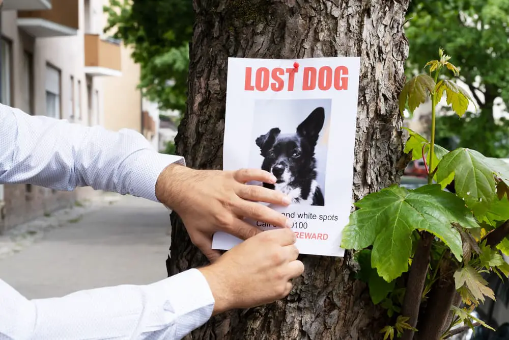Lost dog poster being hung up in a neighborhood