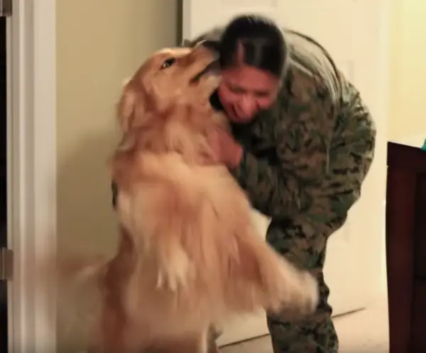 military dog mom