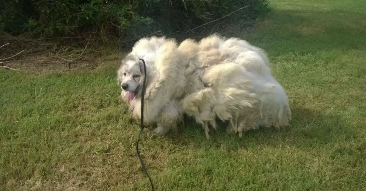 rsz dog 35 pounds fur featured 1