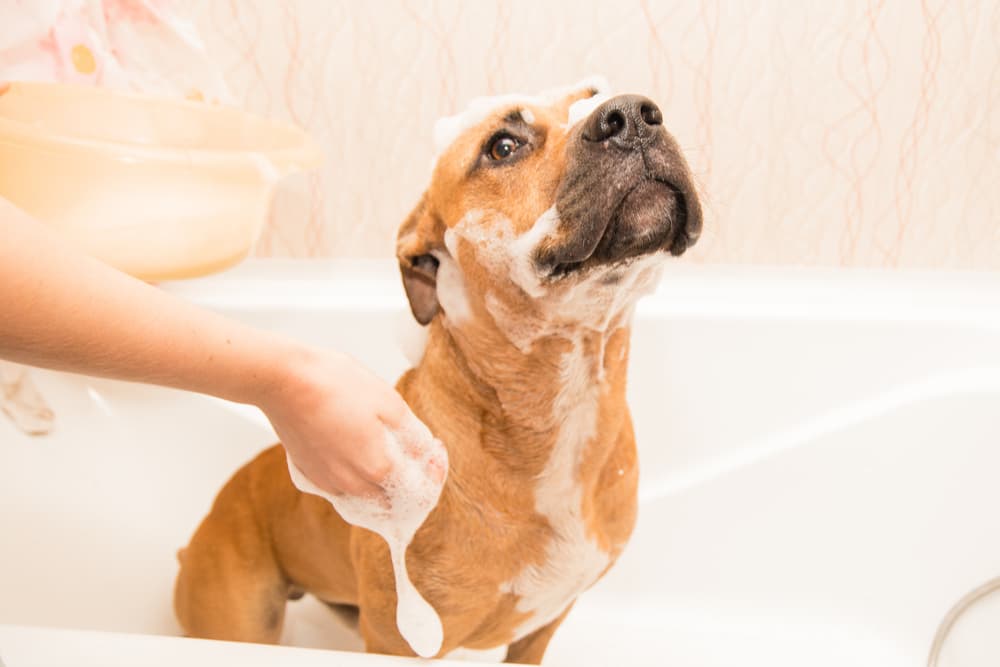 Dog being shampooed in the bath