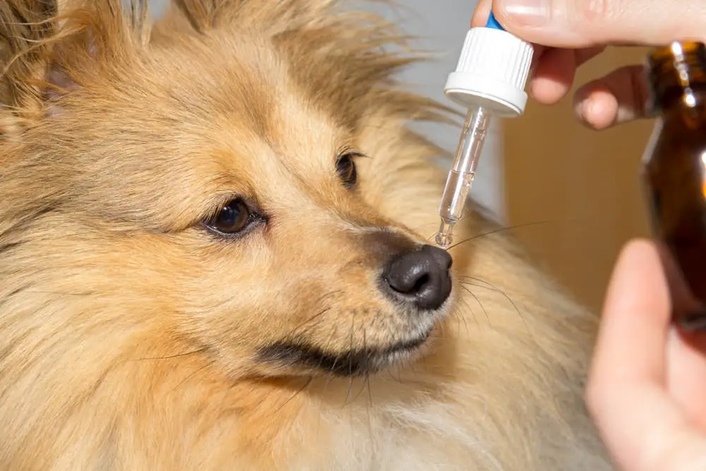 Owner giving dog liquid medication from a dropper