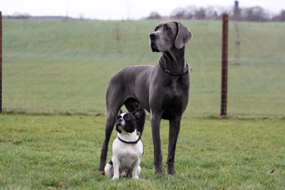 Large Great Dane sitting with a small bulldog puppy