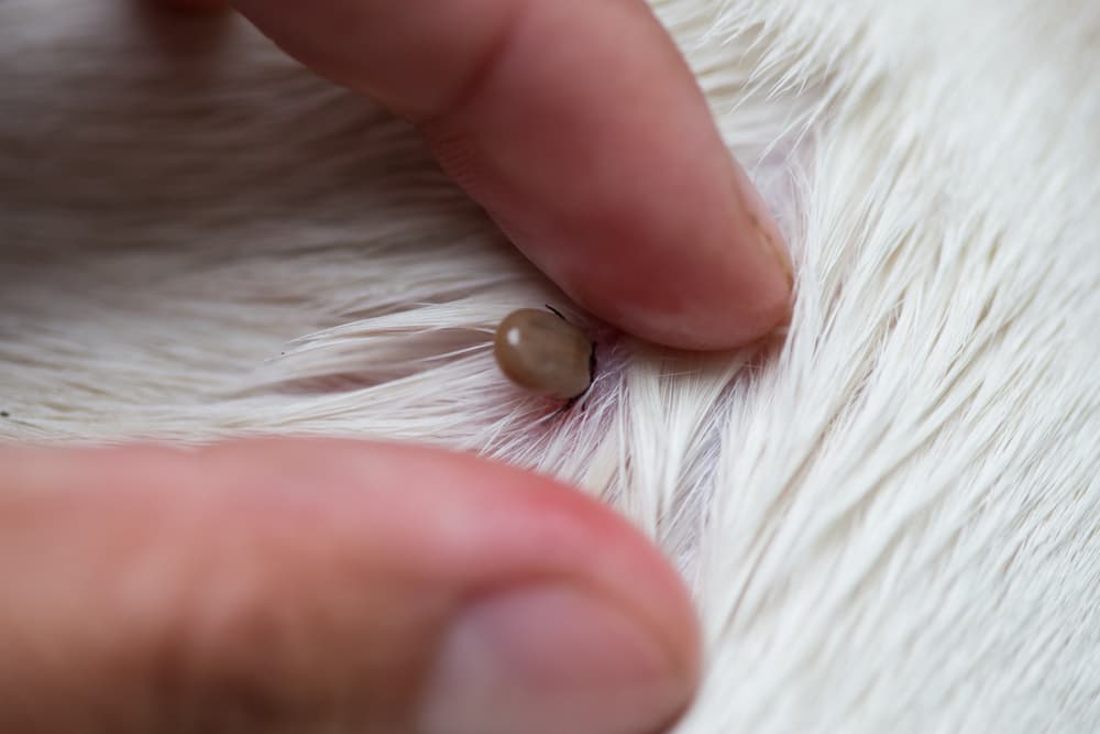 Dog tick in dog fir looking for tick-borne diseases in dogs