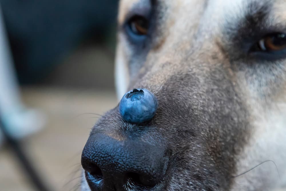 Close up of dog with blueberry sitting on top of its nose