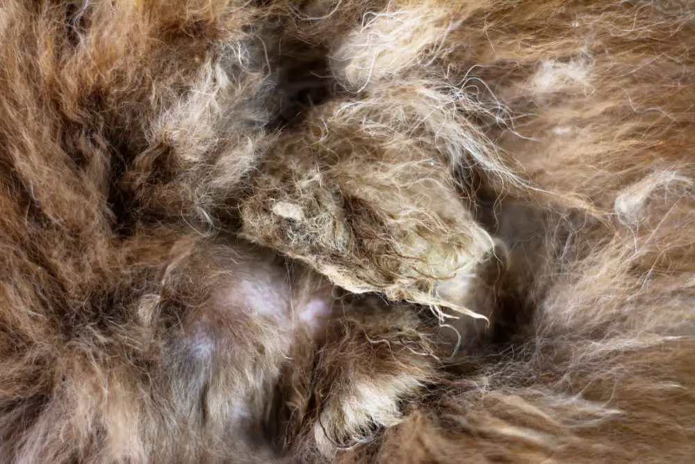 Closeup of matted dog hair