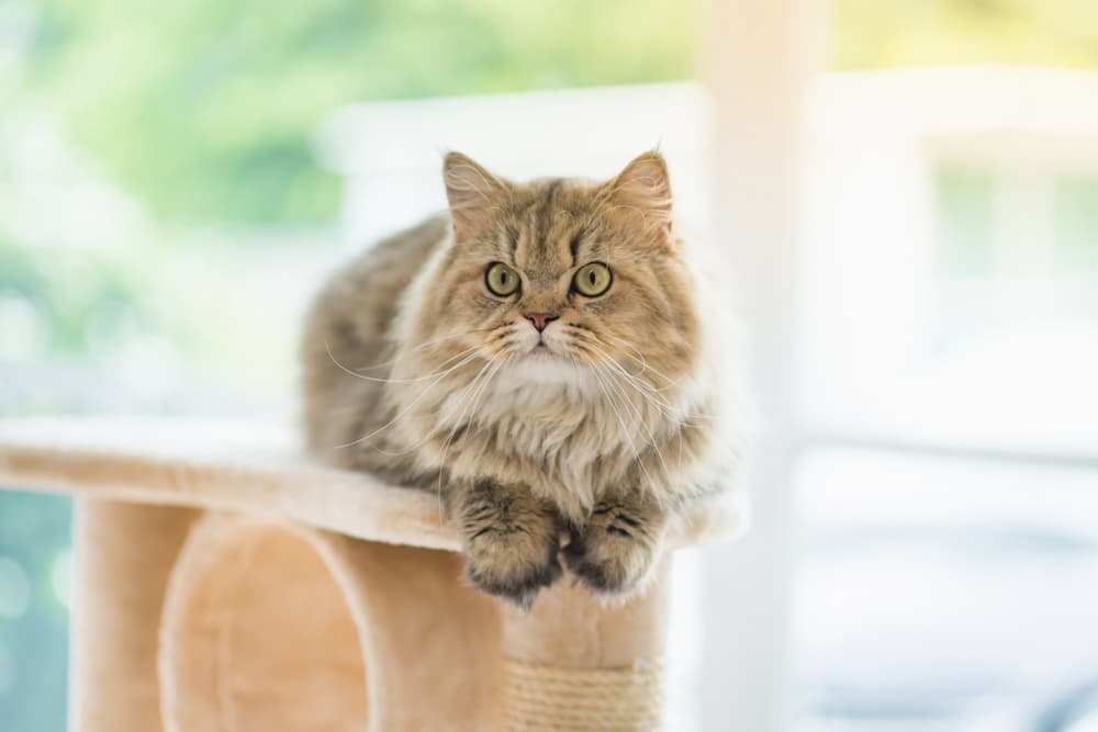 Cat on cat tower