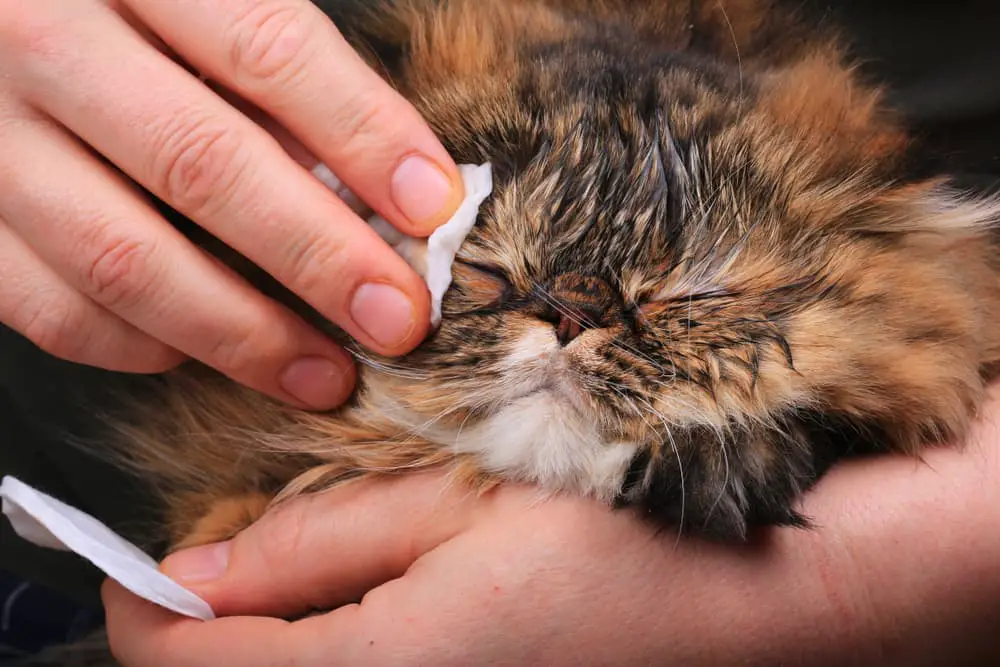 Cat face being wiped with acne treatment