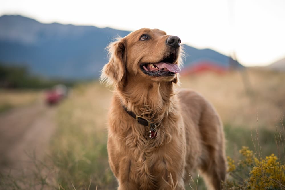 Dog standing in a field with some high grass