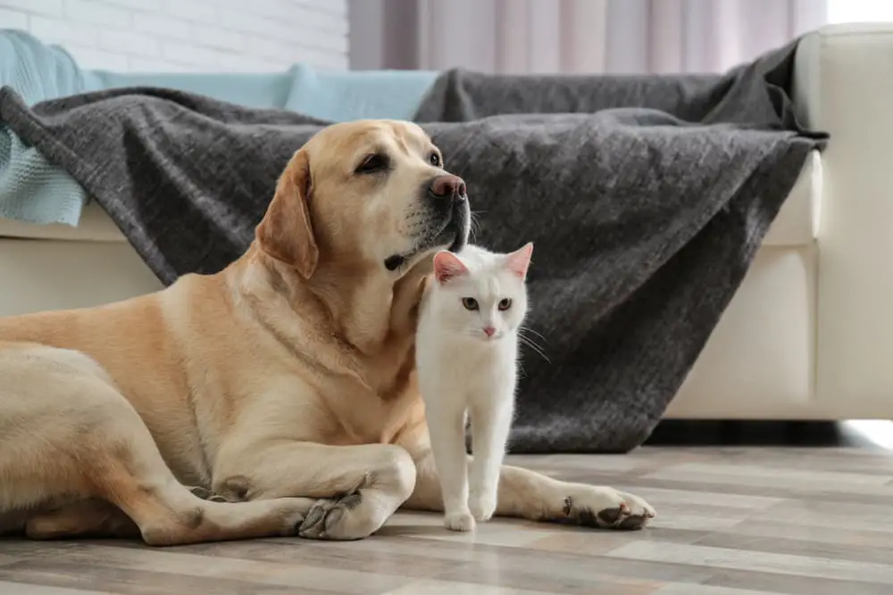 Cat and dog sitting on floor of home