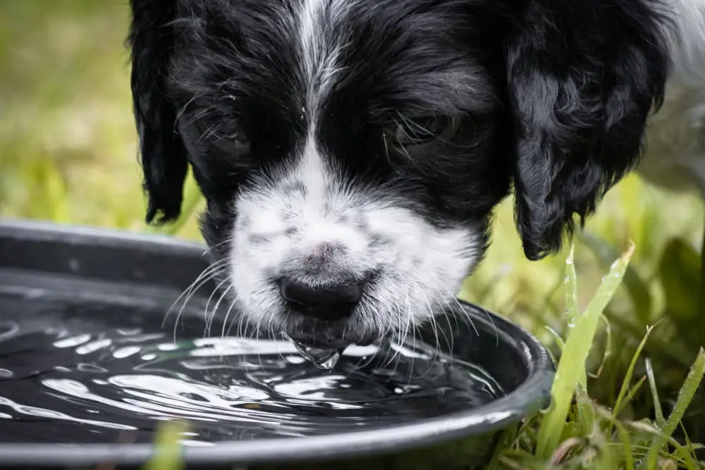 Dog drinking water from bowl