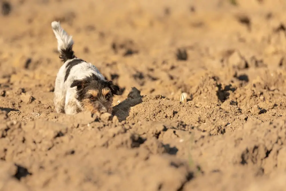 Dog sniffing in the desert