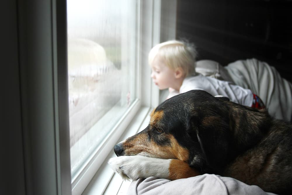 Dog and boy watching storm