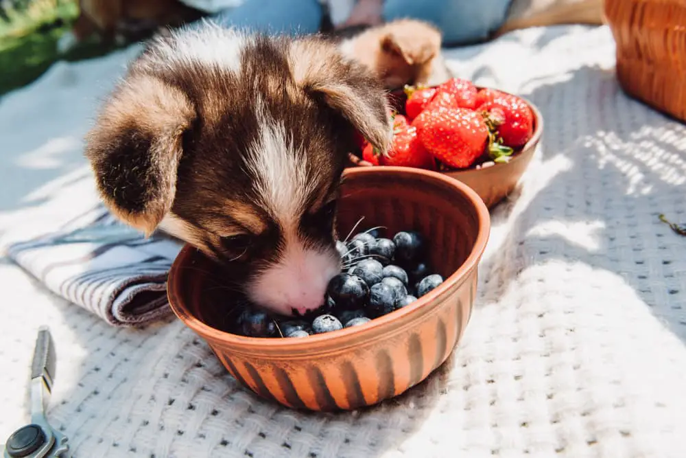 Small puppy eating blueberries from a bowl