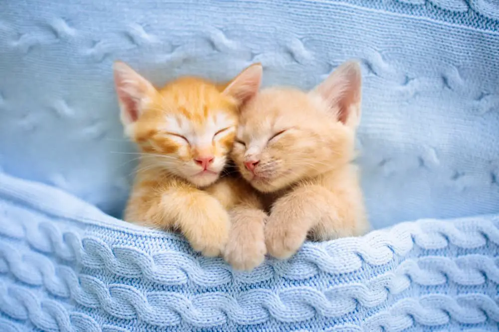 Two cute kittens cuddled in a blanket