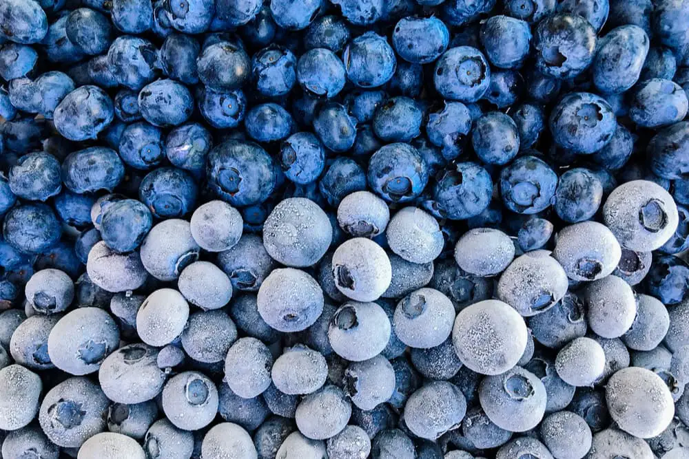 Rows of fresh and frozen blueberries