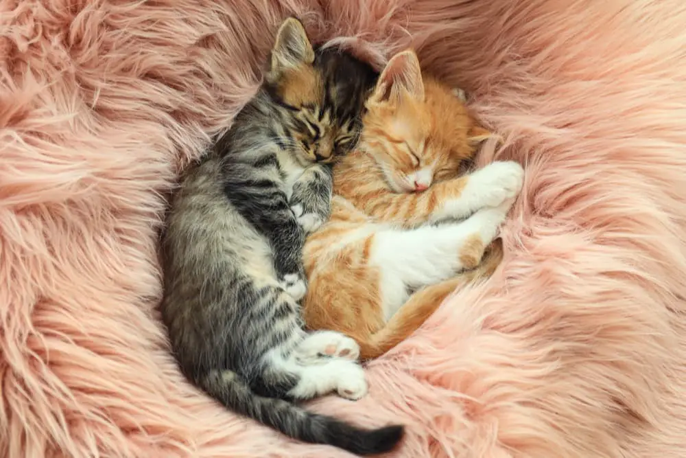 Cute kittens sleeping on a pink rug