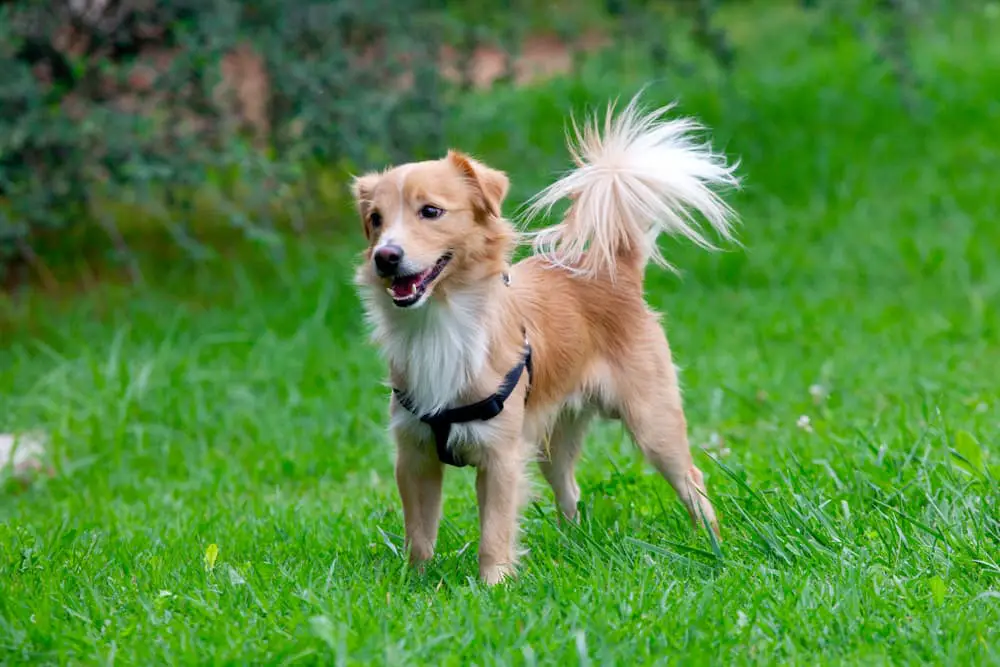 Cute dog standing with tail up in the grass