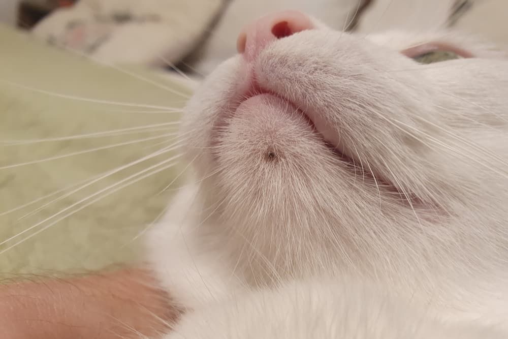 Acne spot on cat chin