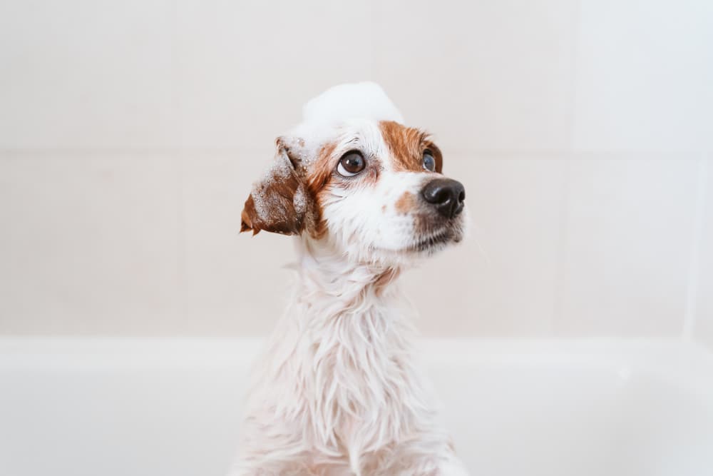 Dog having a bath with allergy shampoo