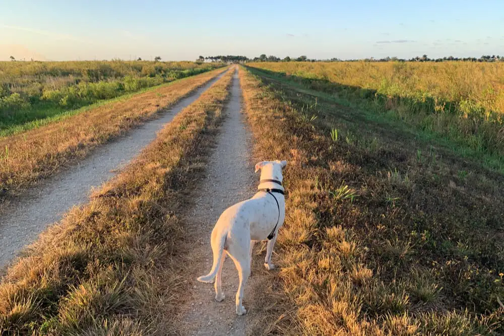 Dog walking down a long grass road near a field