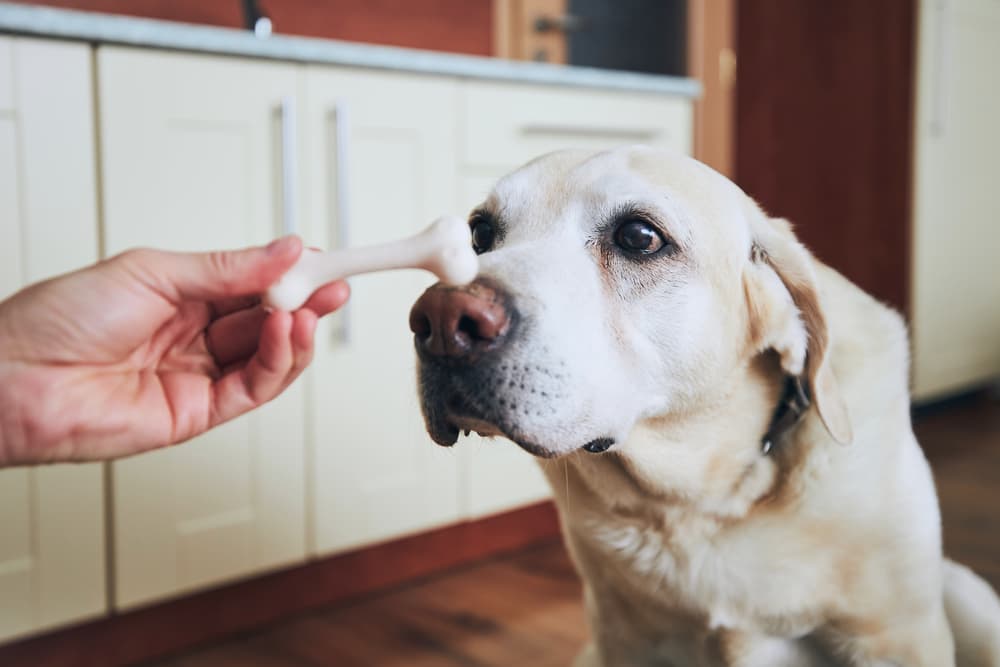 Giving dog a treat so they will remain calm