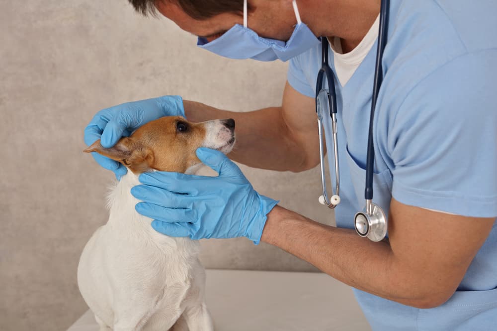 Dog being treated by a veterinarian 