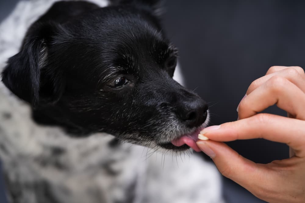Giving dog anti fungal medication