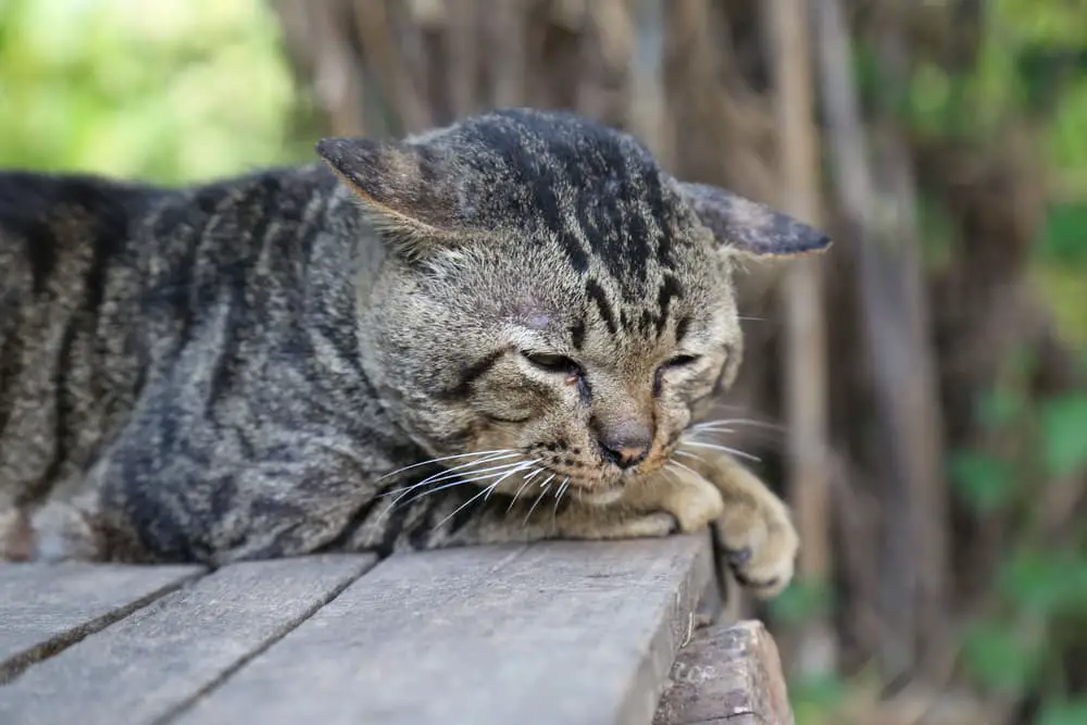 Cat feeling sick as needs a dose of Metronidazole for Cats