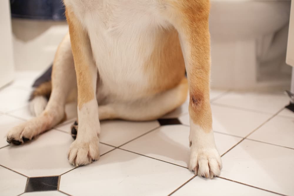 Skin wound on a dog is how to tell if your dog has fleas