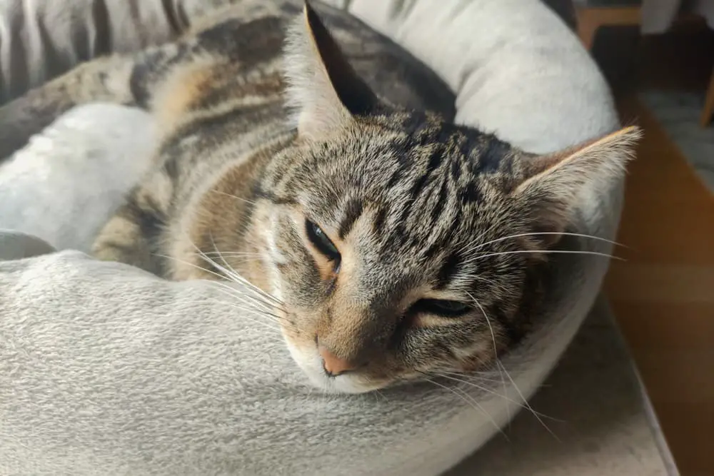 Cat snuggled in a cat bed feeling unwell