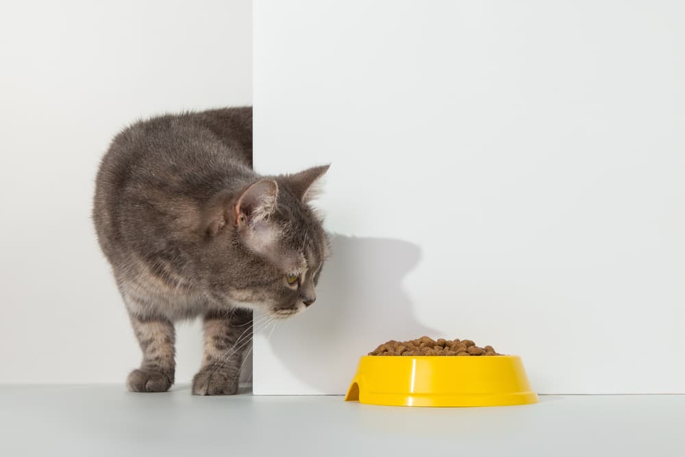 Cat looking around corner at food bowl