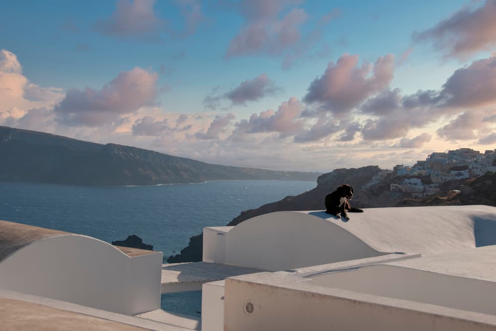Lovely dog sitting on a roof in Greece