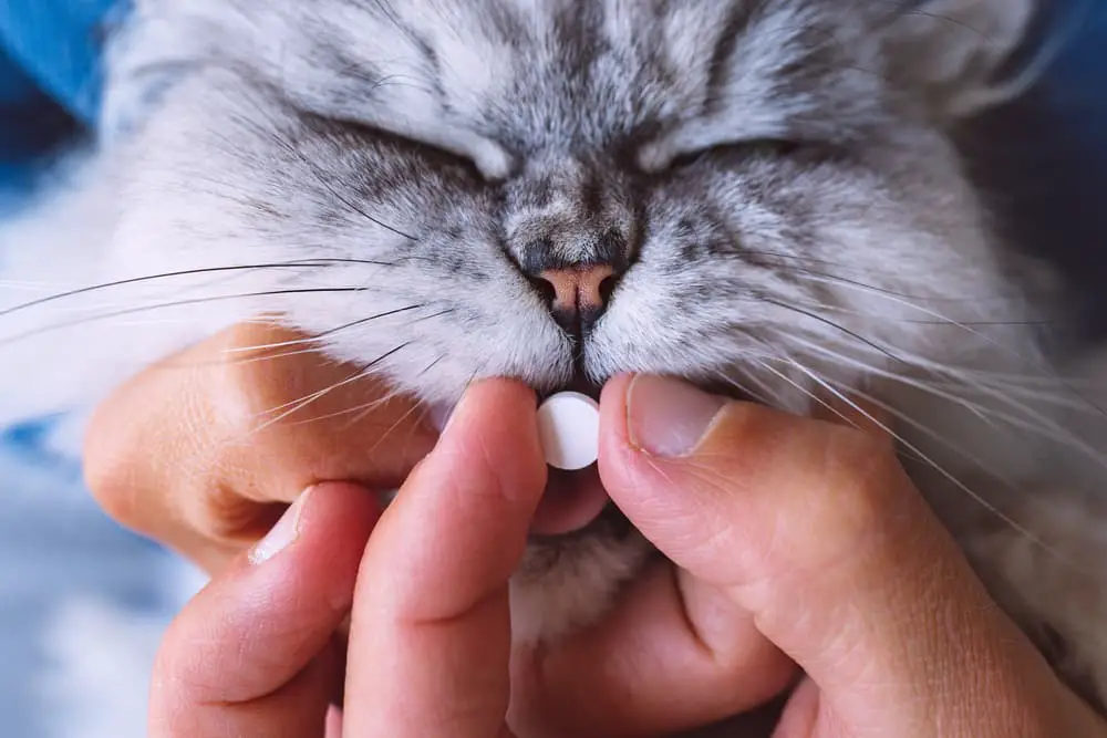 Cat taking a pill from owner
